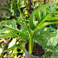 monstera acuminata / janda bolong