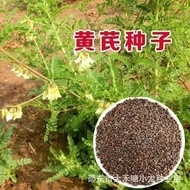 Seeds Hydra Seeds Hydra Seeds Cai Cai Original Herbal Materials Wholesale Hydra Seeds Hydra Seeds Hi