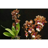 Oncidium Lanceanum bunga wangi