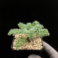 SG2827-大🈹️引の羽葉洋葵優選株/粗生易種🔥多肉植物小盆栽禮物🔥