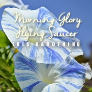 [3pcs] Biji Benih Bunga Morning Glory Flower Seeds Flying Saucer, Iris Gardening