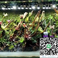 魚缸燈植物生長射燈雨林缸花卉室內生態造景全光譜仿太陽軌道植物補光燈水族燈