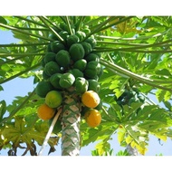 20 Biji Benih Betik Tropical Papaya Seeds