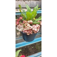 pokok posian ( mahkota berduri)