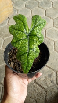 Sale Alocasia Jacklyn / Sulawesi Sp. / Alocasia Nycteris Terbaru