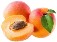 apricot fruit plant seed