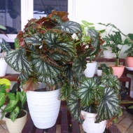 Begonia rex