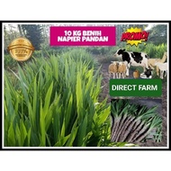 Benih Rumput Napier Pandan 10kg High-Quality Seeds for Livestock Fodder and Land Cultivation