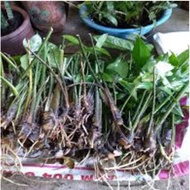 ส่งฟรี พันธุ์ผักหนามขยายเร็ว อร่อยนุ่ม ตลาดต้องการสูงมาก2กิโลกรัม