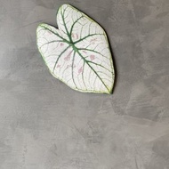 BLR 觀葉植物 造型萬用墊F3 草莓之星 彩葉芋 龜背芋 蔓綠絨