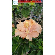 Tanaman Hias Bunga Sepatu Import Hibiscus