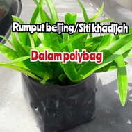 pokok Rumput Beljing/ Rumput Siti Khadijah/beljing grass
