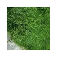 (- Java Moss 1 box of 2 blisters || Moss Mounted with Bonsai, aquatic layout, aquarium)