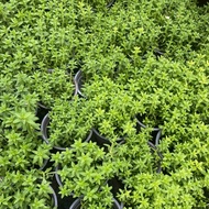 Cilantro spice plant (Coriander)