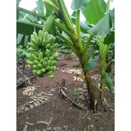 UNGGUL !!! Jual Bibit Pisang Kirana Mas Jual Bibit Pisang Mas Kirana