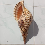 cangkang kerang besar jumbo Triton 30 cm