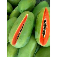 【GW】5000Seeds Betik Rendah Sekaki