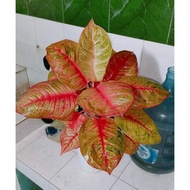 aglonema Dewi Hughes/Aglaonema huges trah merah daun 5-6
