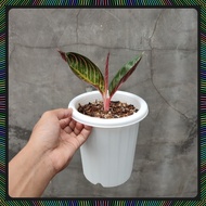 Sale! Aglaonema Pos ( Red Sumatra ) Rawatan