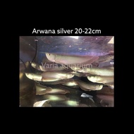 Promo Ikan Hias Arwana Silver 20-22Cm - Arwana Silver 20 Hingga 22 Cm