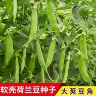 Ready Stock Fast Shipping Soft Pods Dutch Bean Seeds Spring Summer Autumn Four Seasons Sowing Large 