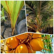 SEGAR!! bibit kelapa madu srilanka import ( KING COCONUT )