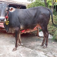 Sapi Qurban Murah / Sapi Jawa, Pegon, PO, Madura, Simental, Limousin Bali, Kupang, dll