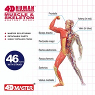 4D Human Anatomy Standard Muscle & Skeleton Model PVC Removable Puzzle Assembling Kid Education Mode