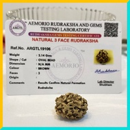 3 Mukhi (3 Face) Lab Certified Original Rudraksha Bead
