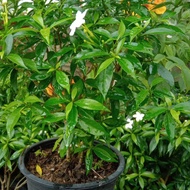 Pokok bunga jasmin taiwan
