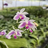 [ Species + Fragrant ] Phalaenopsis modesta Orchid 3.5"