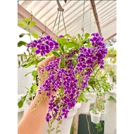 蕾丝金露花-假连翘-巧克力花 Duranta Purple / Lace Golden Dewdrop（live plant）