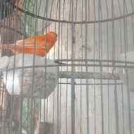 Burung Kenari Merlok Gacor Dor Full Merah