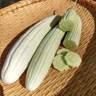 Benih Segar Biji Benih Timun Armenian (Tortarello Abruzzese Bianco) | Organic Rare Cucumber Seed – 5