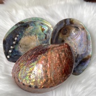 [SG]Abalone Shell for smudging