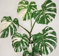 bonggol philodendron monthai