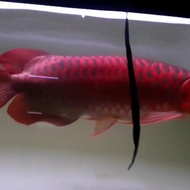 Arwana super red 40cm
