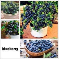 30Pcs Blueberry Tree Seeds Benih Bunga Keladi Viral Fruit Seeds Flower Seeds Vegetable Benih Pokok Bunga Buah Benih