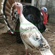 ayam kalkun jantan dewasa