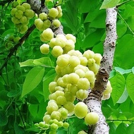 ANAK POKOK CERMAI HYBRID