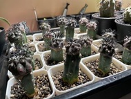 粟星玉 嫁接苗 3cm-4cm 黑王丸近親 copiapoa griseoviolacea
