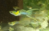 live fish snake skin japan blue double tail endlers guppy pair 1 male + 1 female