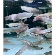 Arowana Silver - Arwana Brazil Ikan Hias Predator Aquarium Khusus