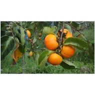 Persimmons/pokok Pisang Kaki grafted