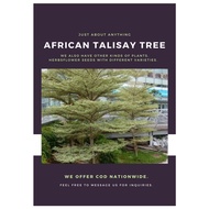 African Talisay Seeds for Planting (3 seeds) TREE