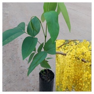 ต้นคูน,ราชพฤกษ์ (ชุด 2 ถุง) ดอกสีเหลืองสวย มีสรรพคุณทางยามาก