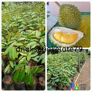 pokok benih durian musang king
