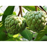 2pcs seeds buah  NONA buahan rare jrg di tanam byk khasiat dan isi manis