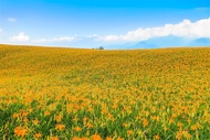 【花蓮旅遊．兩人成行】六十石山．金黃花海．花蓮百年糖廠．瑞穗牧場1日