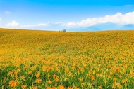 環島．第二人半價｜六十石山黃金毯、蘇澳瑞穗雙溫泉、跑馬古道、歐風水岸星巴克、看見台灣之美四日｜高雄出發